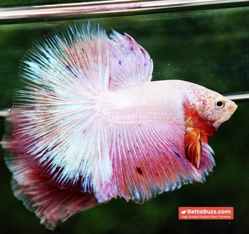 Betta fish OHM Platinum Pink Pony - Image 4