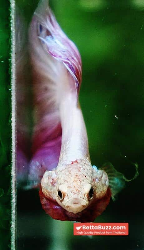 Betta fish OHM Platinum Pink Pony - Image 8