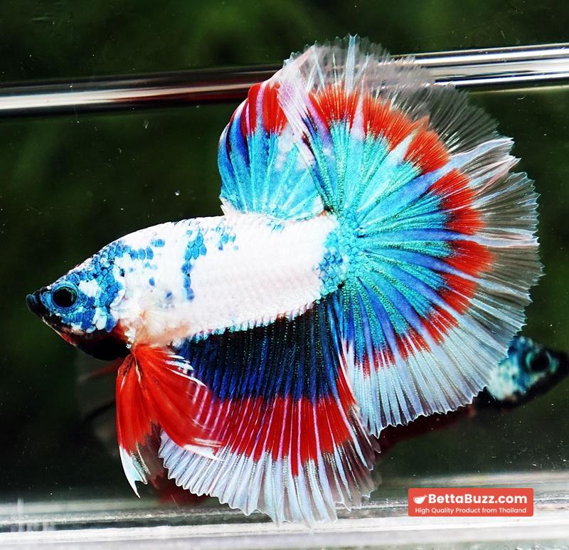 Betta fish OHM Magical Monster Tri color - Image 3