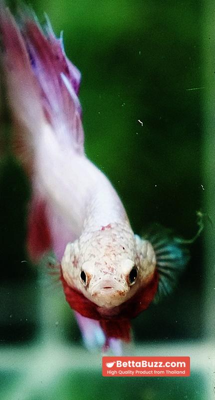 Betta fish OHM Platinum Pink Pony - Image 9