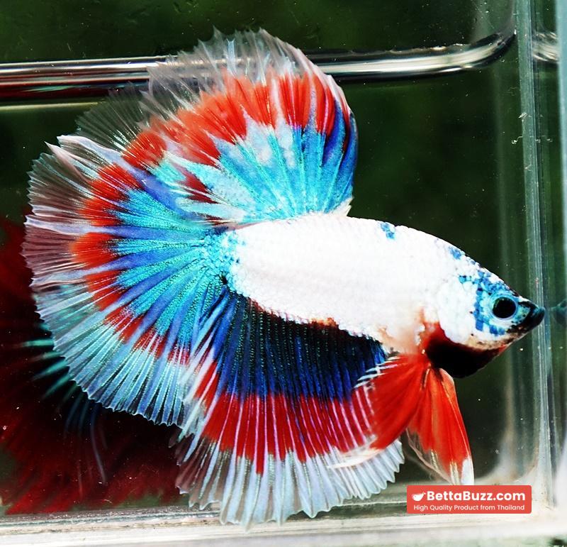 Betta fish OHM Magical Monster Tri color - Image 4
