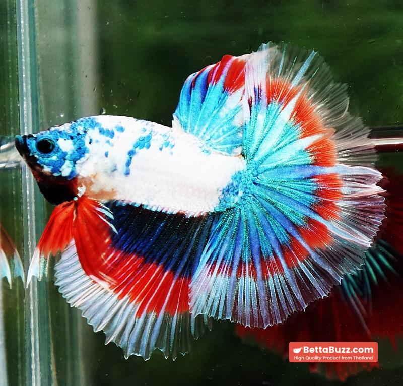 Betta fish OHM Magical Monster Tri color - Image 5