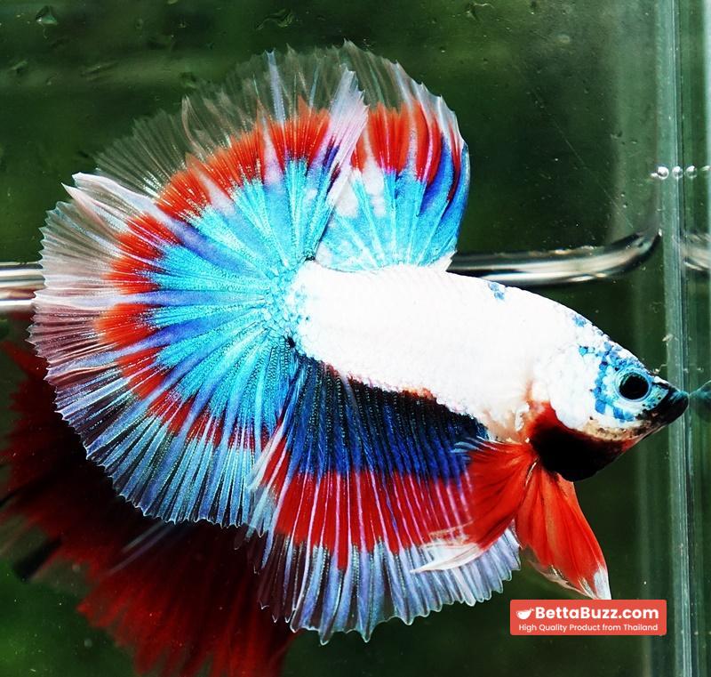 Betta fish OHM Magical Monster Tri color - Image 2