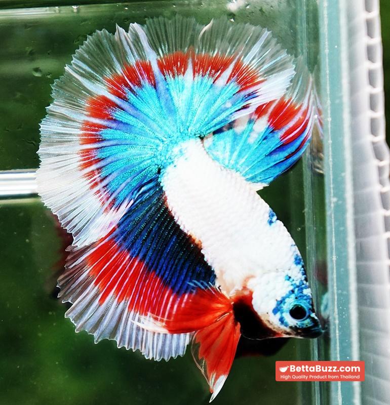 Betta fish OHM Magical Monster Tri color - Image 6