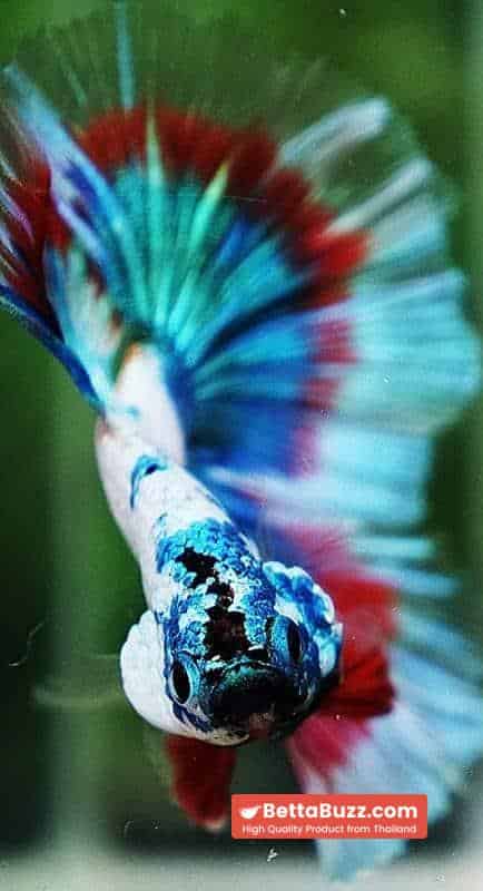 Betta fish OHM Magical Monster Tri color - Image 7