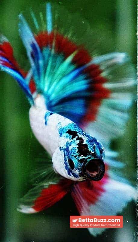 Betta fish OHM Magical Monster Tri color - Image 8