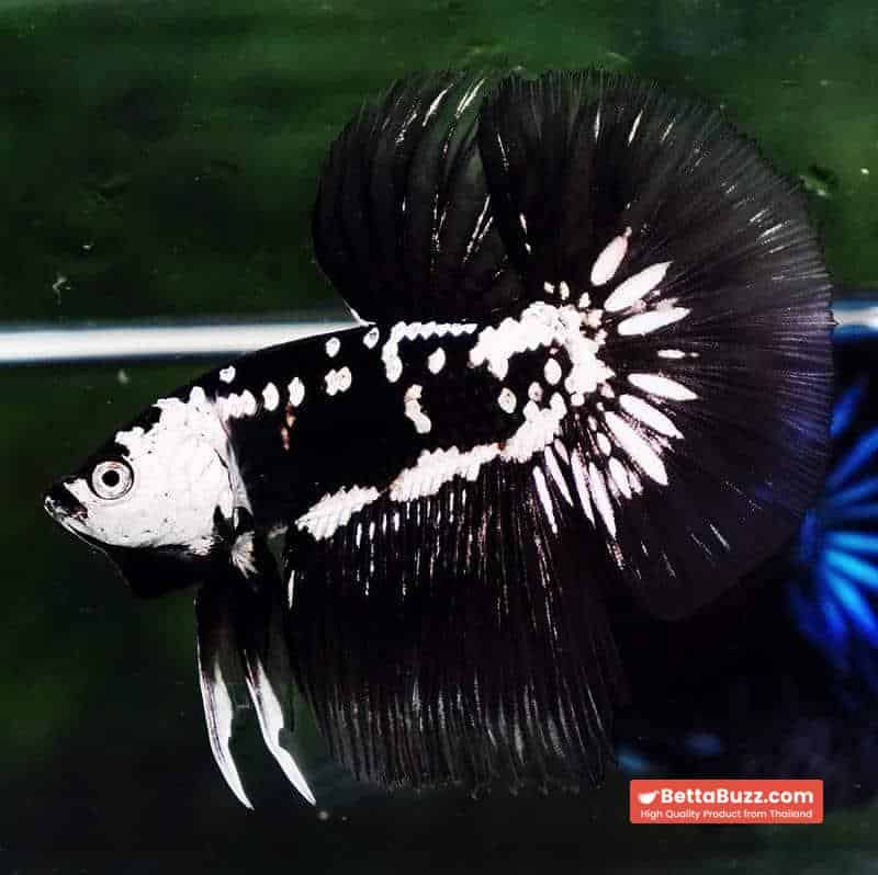 Betta fish Premium HM Black Hole Samurai Star (Rare) - Image 4
