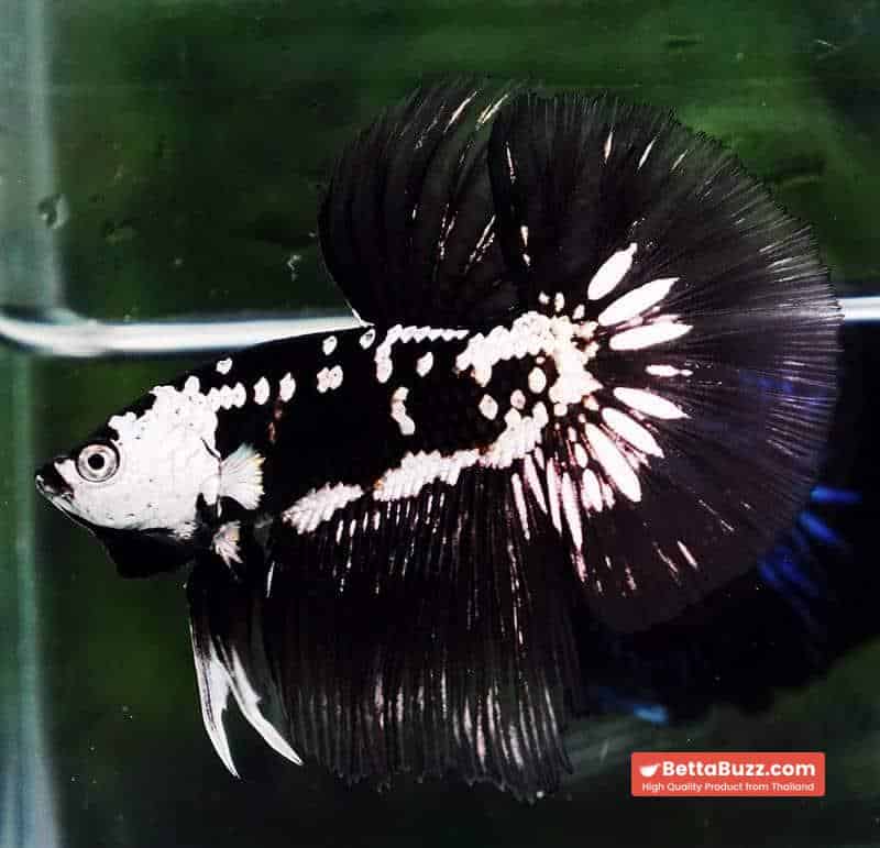 Betta fish Premium HM Black Hole Samurai Star (Rare) - Image 2