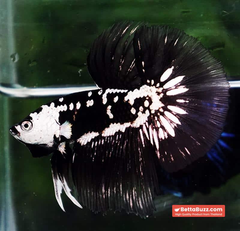 Betta fish Premium HM Black Hole Samurai Star (Rare)