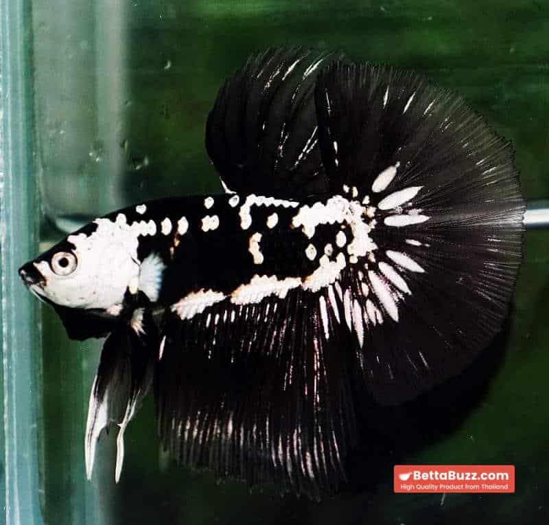 Betta fish Premium HM Black Hole Samurai Star (Rare) - Image 6
