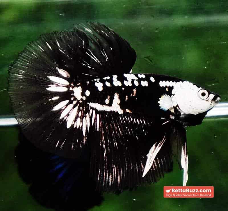 Betta fish Premium HM Black Hole Samurai Star (Rare) - Image 5
