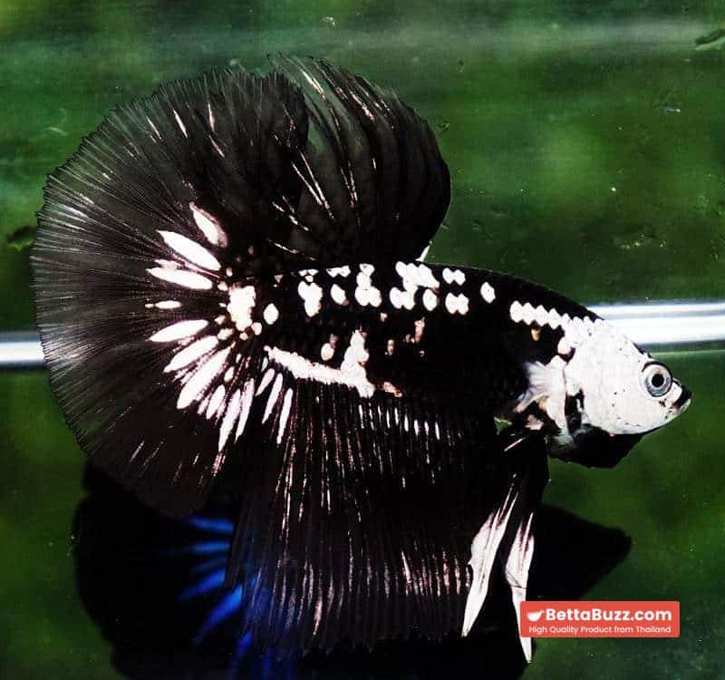 Betta fish Premium HM Black Hole Samurai Star (Rare) - Image 3