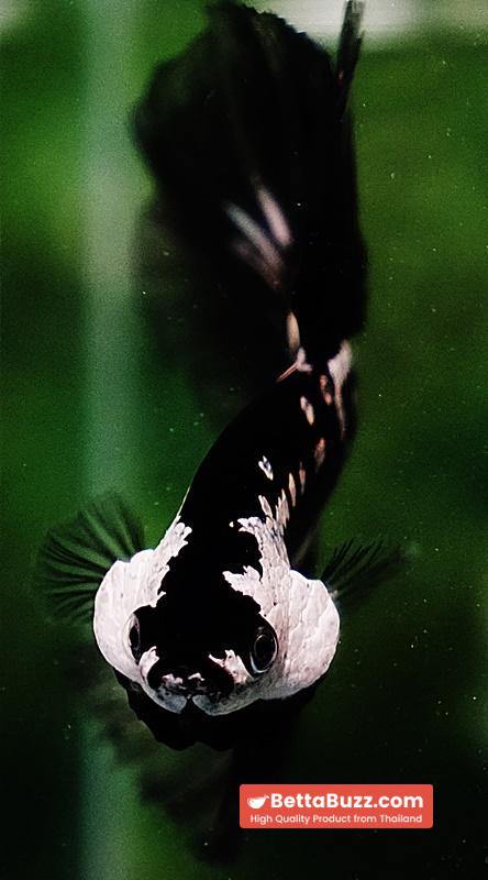 Betta fish Premium HM Black Hole Samurai Star (Rare) - Image 7