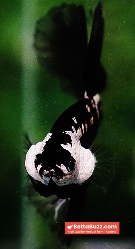 Betta fish Premium HM Black Hole Samurai Star (Rare) - Image 8