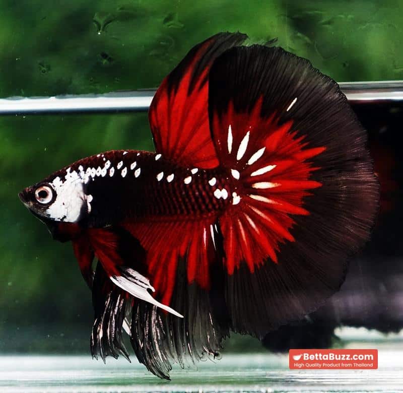Betta fish VamPire Black Samurai Butterfly HM - Image 4