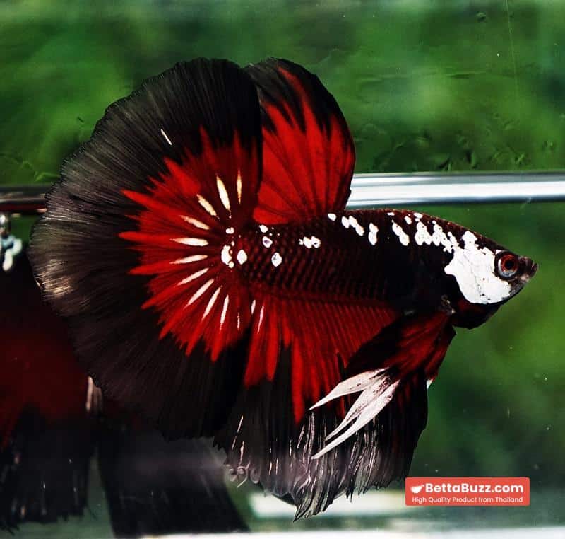 Betta fish VamPire Black Samurai Butterfly HM - Image 5