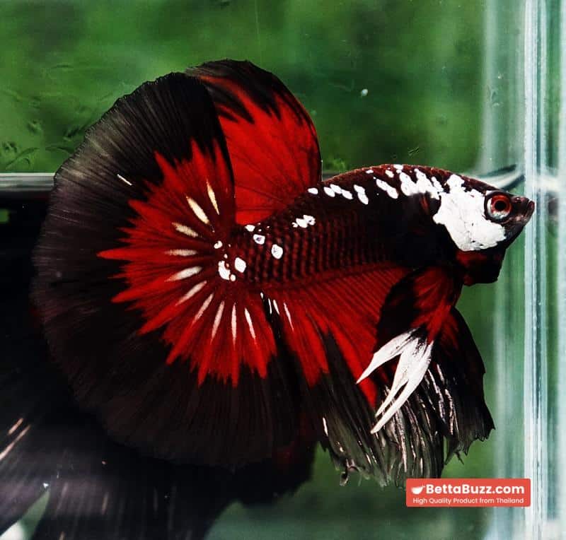 Betta fish VamPire Black Samurai Butterfly HM - Image 6