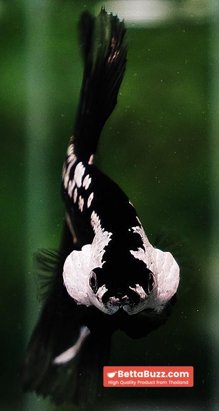 Betta fish Premium HM Black Hole Samurai Star (Rare) - Image 9