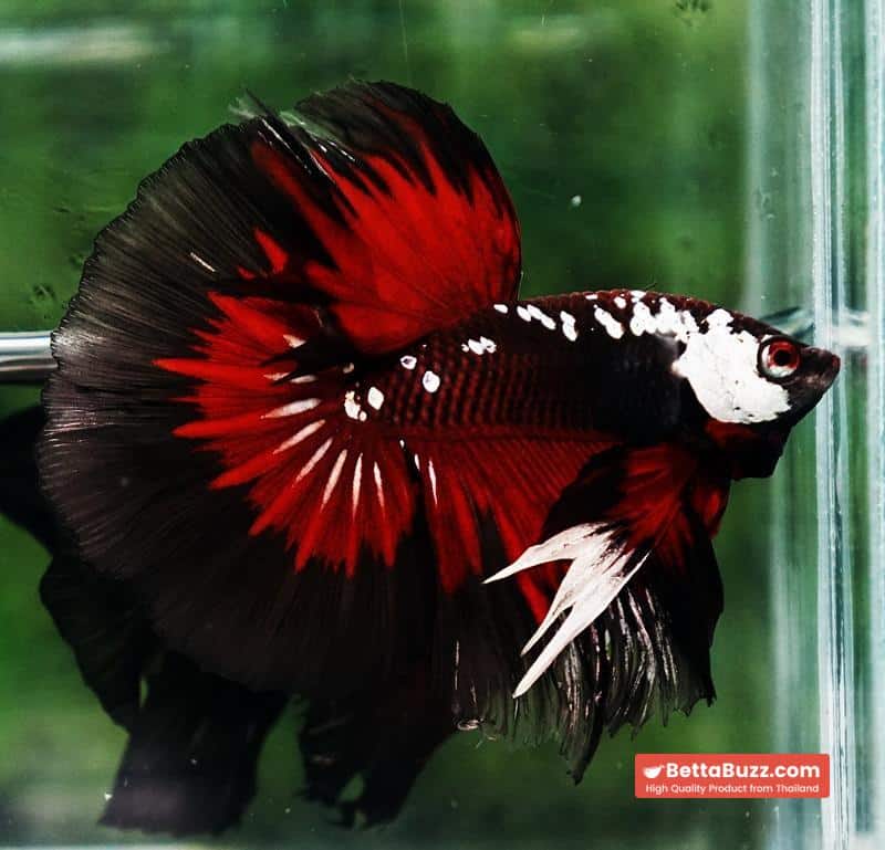 Betta fish VamPire Black Samurai Butterfly HM - Image 3