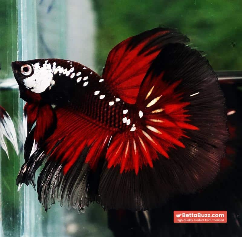 Betta fish VamPire Black Samurai Butterfly HM - Image 2