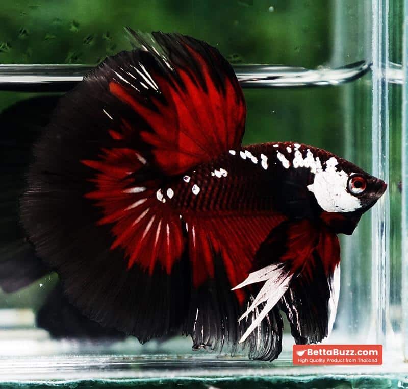 Betta fish VamPire Black Samurai Butterfly HM - Image 7
