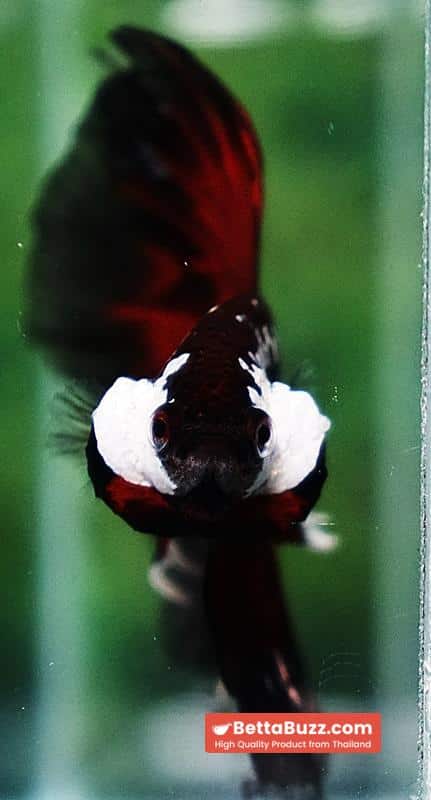 Betta fish VamPire Black Samurai Butterfly HM - Image 8