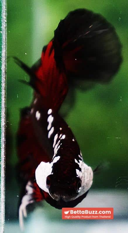 Betta fish VamPire Black Samurai Butterfly HM - Image 9