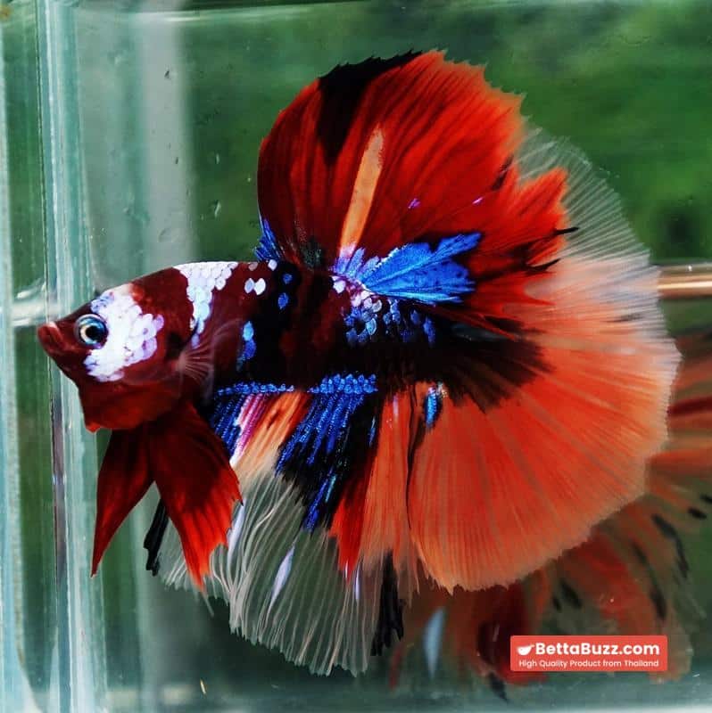 Betta fish Emerald Candy Nemo HM - Image 4