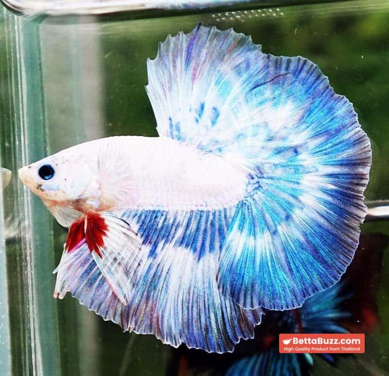 Betta fish OHM The Sky Blue Angle Ring - Image 6