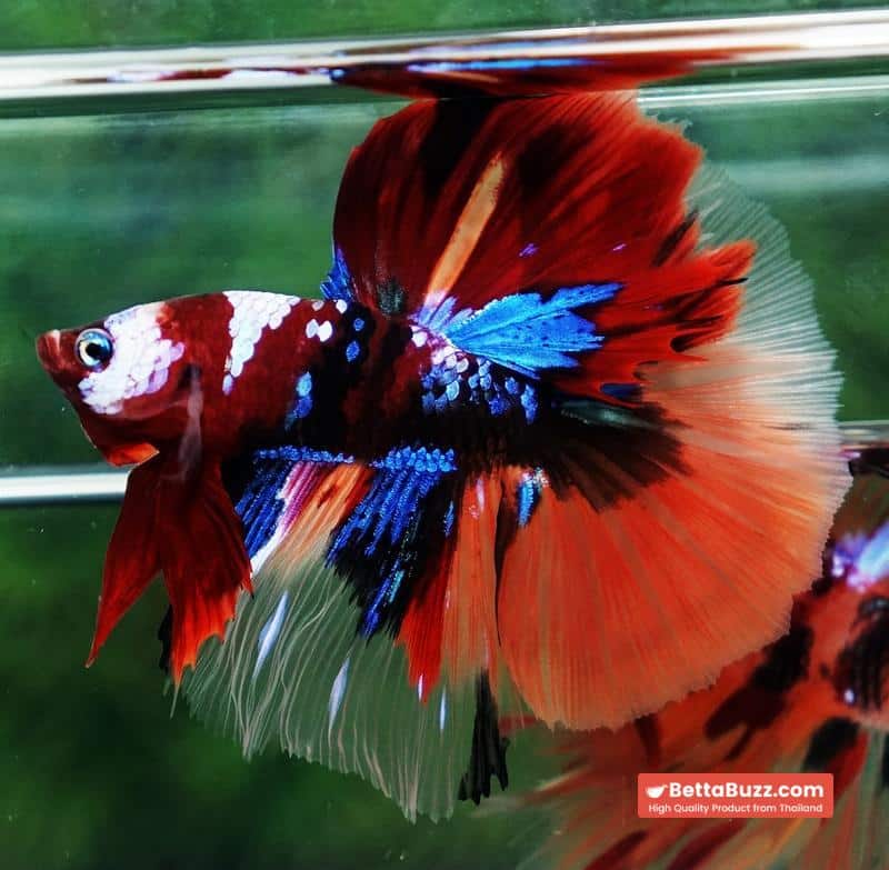 Betta fish Emerald Candy Nemo HM - Image 6