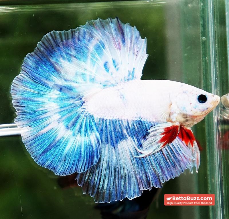Betta fish OHM The Sky Blue Angle Ring - Image 5