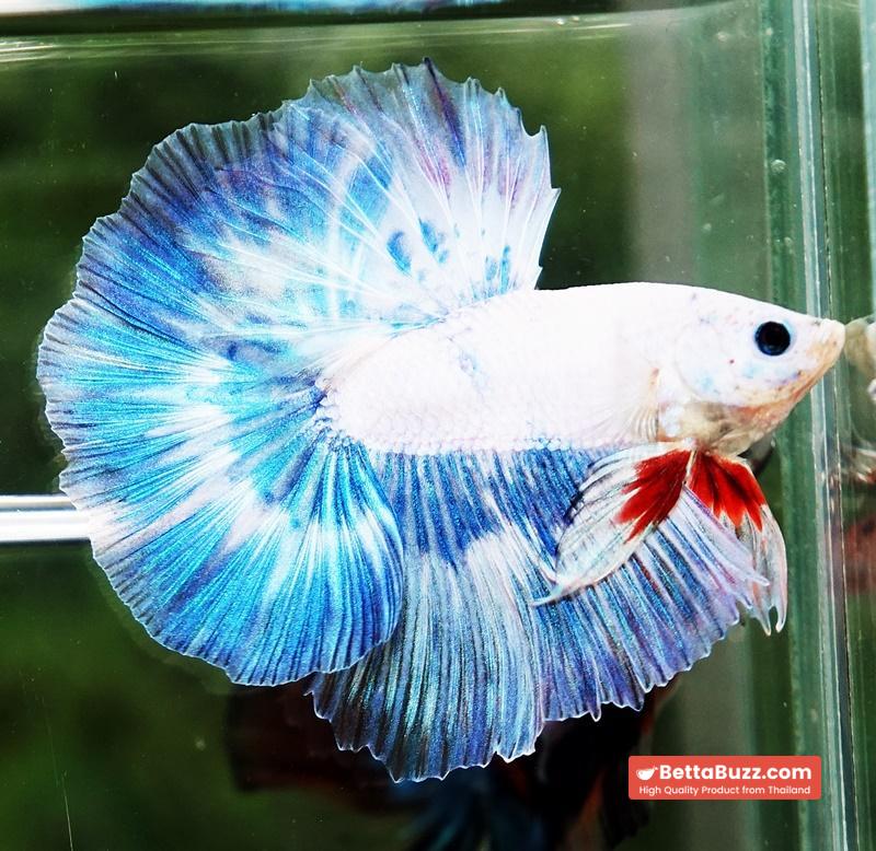 Betta fish OHM The Sky Blue Angle Ring - Image 3