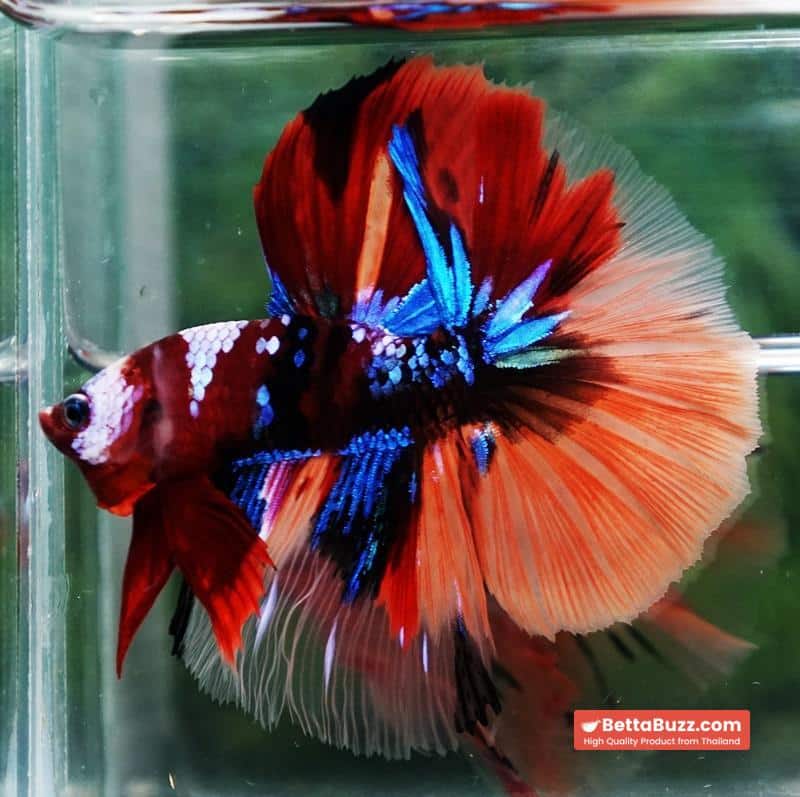 Betta fish Emerald Candy Nemo HM - Image 2