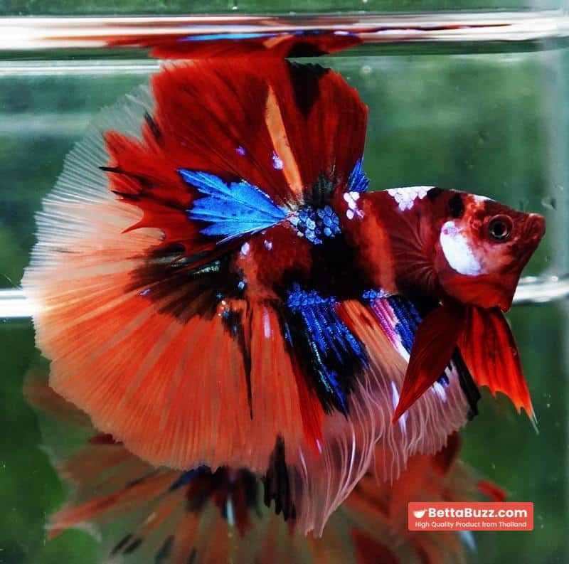 Betta fish Emerald Candy Nemo HM - Image 3