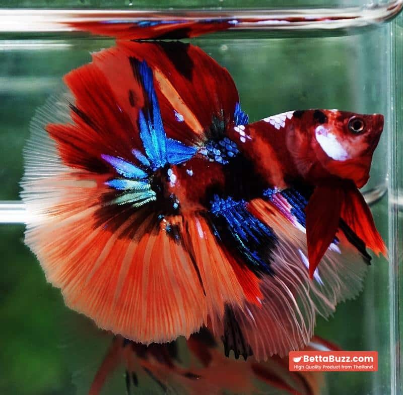 Betta fish Emerald Candy Nemo HM - Image 5