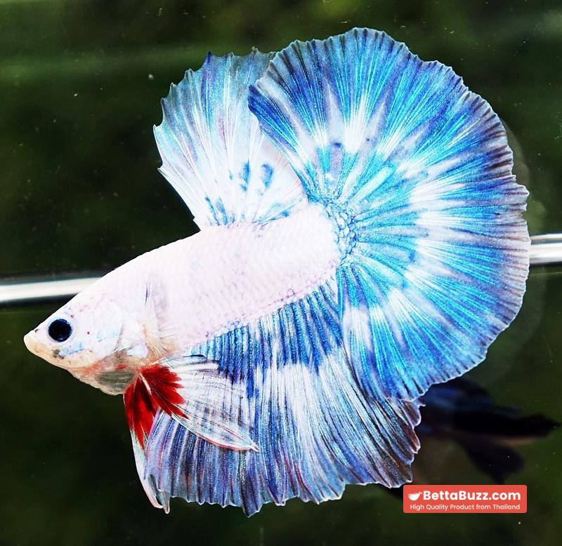 Betta fish OHM The Sky Blue Angle Ring - Image 2