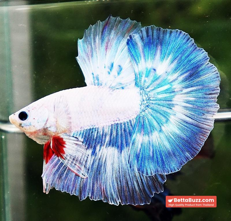 Betta fish OHM The Sky Blue Angle Ring - Image 4