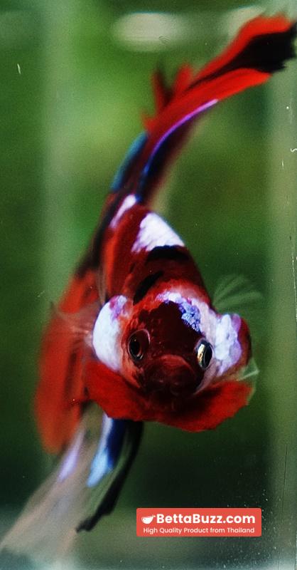 Betta fish Emerald Candy Nemo HM - Image 7