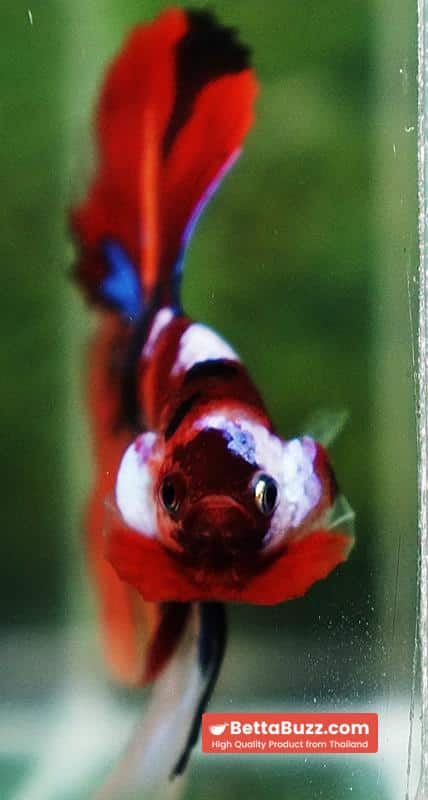 Betta fish Emerald Candy Nemo HM - Image 8