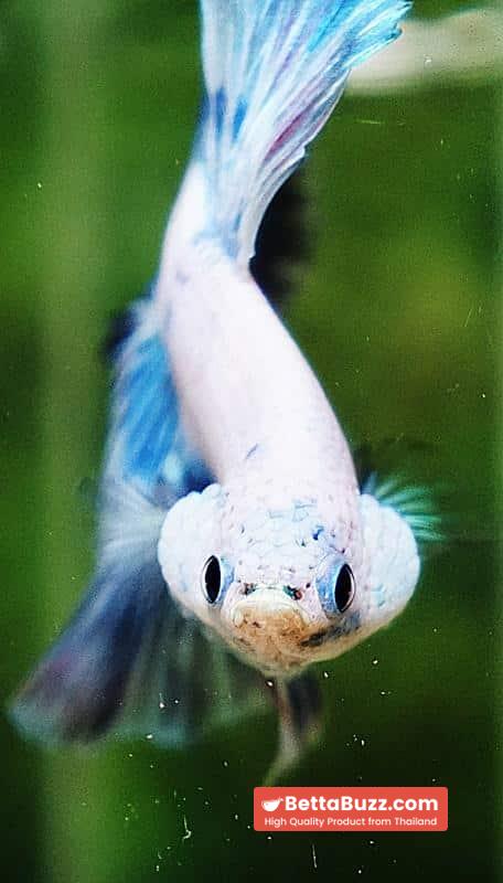Betta fish OHM The Sky Blue Angle Ring - Image 7