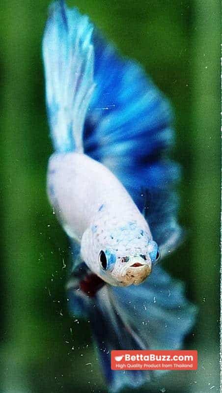 Betta fish OHM The Sky Blue Angle Ring - Image 8