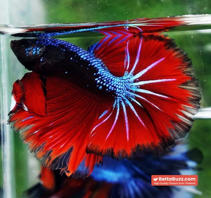 Betta fish Hell Boy Avatar Warrior OHM - Image 3