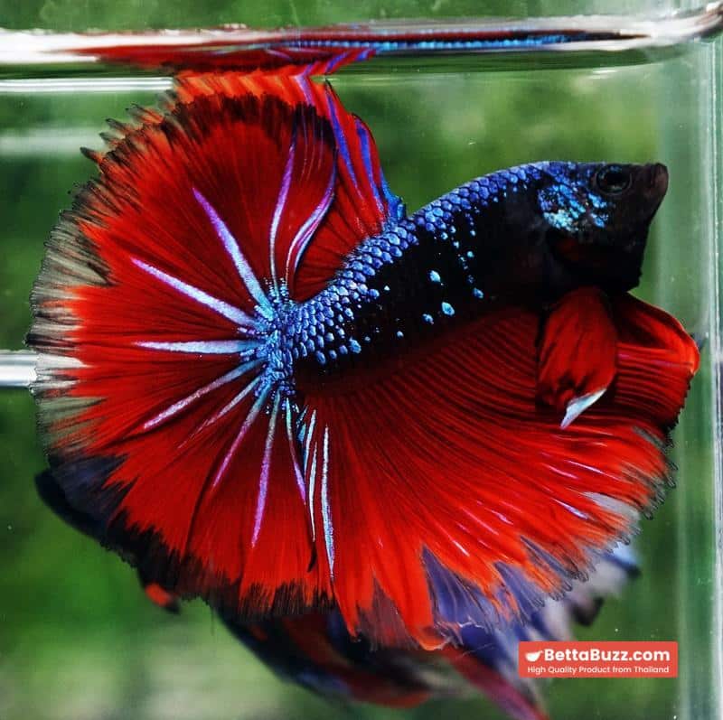 Betta fish Hell Boy Avatar Warrior OHM - Image 4