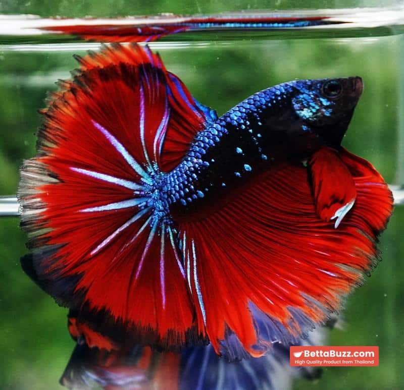 Betta fish Hell Boy Avatar Warrior OHM - Image 2