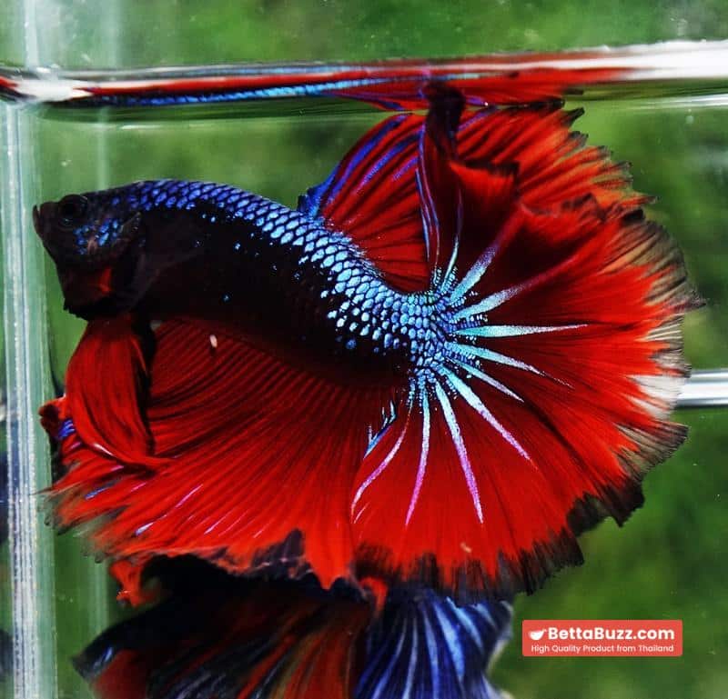 Betta fish Hell Boy Avatar Warrior OHM - Image 5