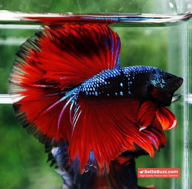 Betta fish Hell Boy Avatar Warrior OHM - Image 6