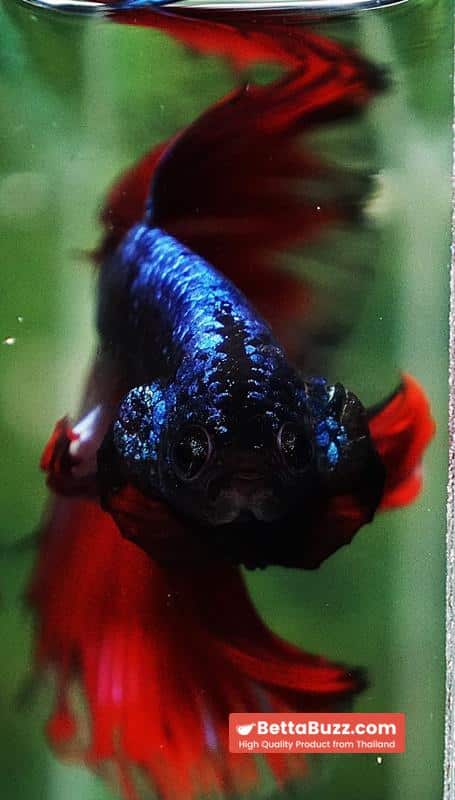 Betta fish Hell Boy Avatar Warrior OHM - Image 7