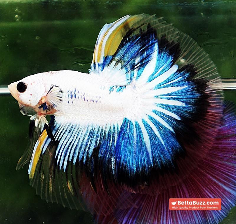 Betta fish OHM Fancy Dragon Black Ring - Image 5