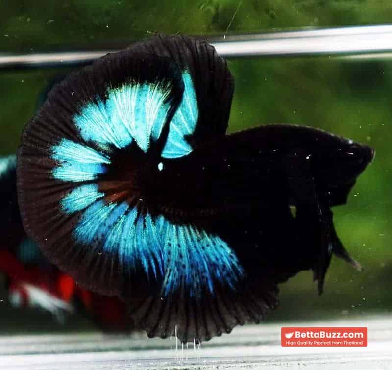 Betta fish OHM Light in The Dark Black Ring ( Rare & Competition) - Image 3