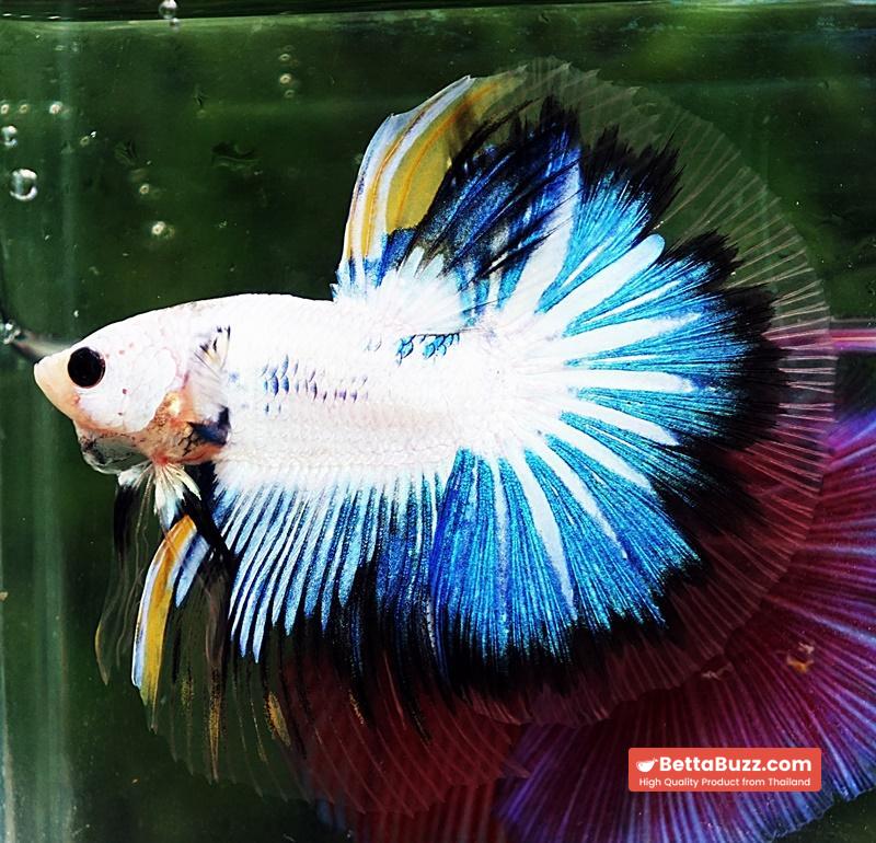 Betta fish OHM Fancy Dragon Black Ring - Image 3